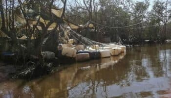 ¿Por qué los manglares son el escondite perfecto para los narcolaboratorios? Periodistas lo explican | Video