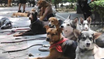 Video | Perritos cierran calles de Polanco, ¿cuáles son sus demandas?