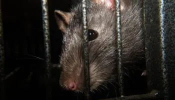 Nueva York crea escuadrón de élite contra las ratas