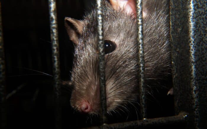 Ratas de rescate podrían localizar sobrevivientes tras sismos