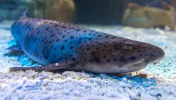 Reproducción de tiburones está en peligro por el cambio climático