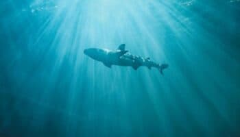 Nace tiburón en un hábitat sin machos; Esta es la explicación científica