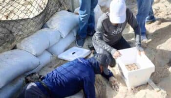 Video | Ante amenaza de Beryl, resguardan miles de huevos de tortuga en Cancún