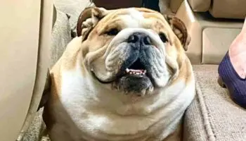 Video | Babydog, el bulldog que se robó el show en la Convención Nacional Republicana