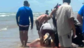 Video | Tiburón ataca a personas en Isla del Padre, Texas