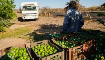 Cinco cárteles y 32 células criminales controlan la producción de limón y aguacate en Michoacán