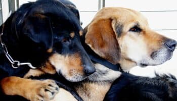 Cómo ayudar a tu perro con el miedo a la pirotecnia: Claves de los expertos para calmarlo