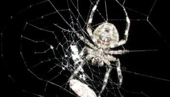 Araña manipula la luz de las luciérnagas para lograr más presas: estudio