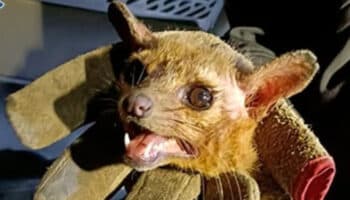 Rescatan a cacomixtle que buscó calor en un auto | CDMX