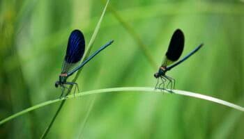 El declive de los insectos a causa de los 'agroquímicos' amenaza la salud del planeta
