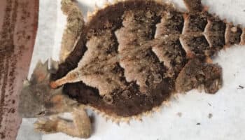 Aseguran 76 reptiles en Estafeta