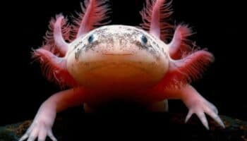 Aún hay esperanza para el axolote según resultados del censo en Xochimilco: científicos