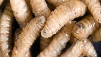 Reportan un segundo caso de miasis en México por gusano barrenador