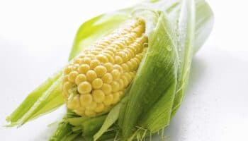 México ahora tiene que reabrir el mercado para el maíz transgénico: Esquivel | Video