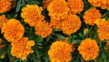 Las Plumas de la Serpiente: Zempoalxochitl, la flor del infinito para el Xantolo