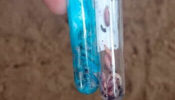 Rutas de ganado ilegal: La puerta de entrada del gusano barrenador a México