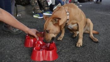 Cuida a tus animales de compañía: ¿qué alimentos no darles en esta Navidad?