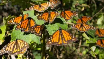 Profepa denuncia en FGR tala ilegal en zona de la Mariposa Monarca