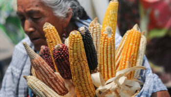 'Sin Maíz No Hay País' hace un llamado a seguir la lucha en contra el maíz transgénico