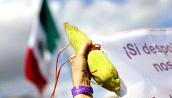 México pierde panel por maíz transgénico contra EU