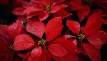 ¿Cómo cuidar la planta de nochebuena?