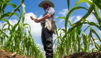 Hagamos posible lo necesario: saquemos los granos básicos del TLCAN-TMEC | Artículo de Alberto Vizcarra Ozuna