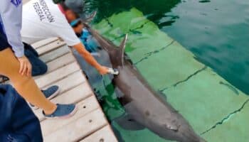 Activistas piden cierre del delfinario del Hotel Barceló tras muerte de delfín