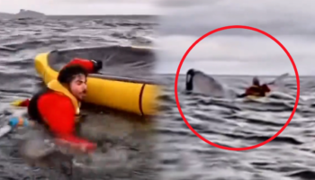Video | Momento exacto en que ballena jorobada traga y escupe a joven en el estrecho de Magallanes
