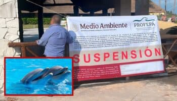 Profepa suspende actividades en delfinario de Hotel Barceló de Rivera Maya | Videos