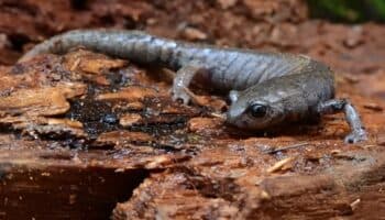 Los sorprendentes vecinos del Bosque de Chapultepec | Carlos Galindo Leal