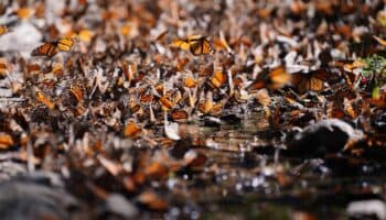 Se duplica presencia de mariposa monarca en México