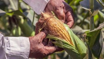 La soya, el maíz y el trigo vuelven a subir ante la esperanza de un alivio arancelario