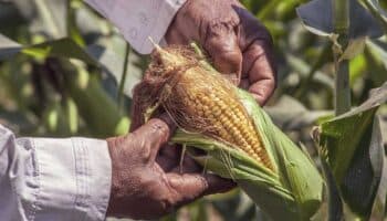 La soya, el maíz y el trigo vuelven a subir ante la esperanza de un alivio arancelario