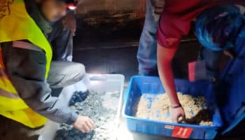 Aseguran 320 crías de tortuga pavo real en cajuela de autobús