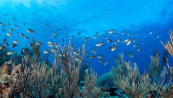 84% de arrecifes de coral sufren por estrés térmico