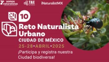 Únete al Reto Naturalista Urbano 2025
