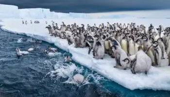 Descubre los 'secretos de los pingüinos' en el Día Mundial de la Tierra