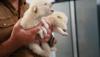 Reviven al lobo huargo de la Casa Stark en serie Juego de Tronos, extinto hace 13,000 años