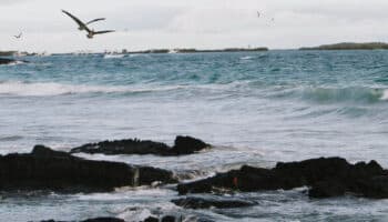 La restauración integral de las islas de México, ahora reconocida como Iniciativa Emblemática de Restauración Mundial de la ONU | Comunicado