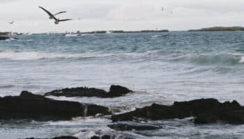 La restauración integral de las islas de México, ahora reconocida como Iniciativa Emblemática de Restauración Mundial de la ONU | Comunicado