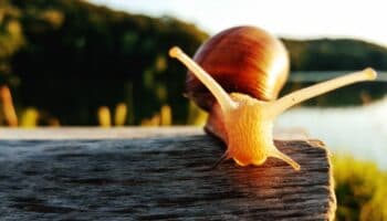 Nuevo caracol cubista es nombrado Picasso; esta es la razón