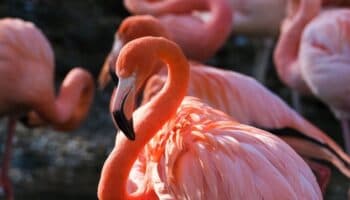 ¿Por qué los flamingos giran como trompos bajo el agua?
