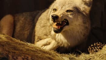 Taxidermias: El arte de preservar la vida