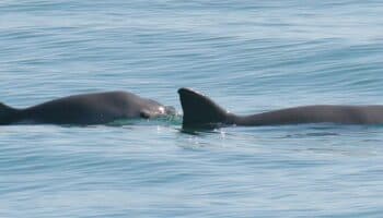 La asombrosa vaquita mexicana, una batalla contra la extinción | Pt. 1