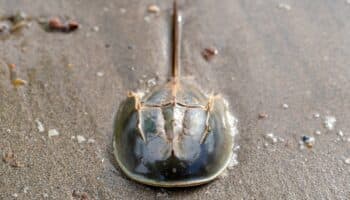 Oro azul, la sangre los cangrejos herradura #Niñonautas con Kirén Miret