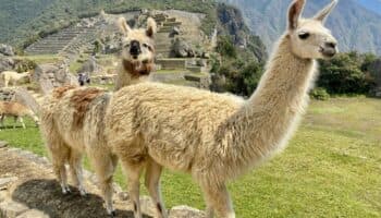 Las llamas ya eran domesticadas en Chile siglos antes de la llegada de los incas, revela estudio