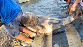 Pescan cherna gigante de 290 kilos cerca de zona afectada por derrame de Dos Bocas; ¿es una especie protegida?