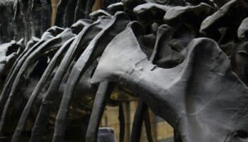 Identifican nueva especie de dinosaurio en Japón