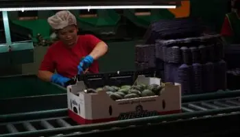 IMSS: 333,303 empleos formales se crearon en los primeros nueve meses de 2025