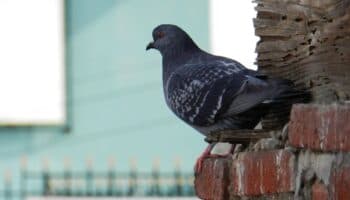 Qué significa que haya palomas en tu casa y cómo ahuyentarlas sin hacerles daño